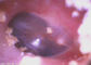El mini expediente video portátil del otoscopio de Digitaces fotografía/los vídeos para la comprobación de la nariz del oído