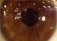 Cámara portátil del oftalmoscopio de la lámpara de la raja del PDA con la pantalla a color del tacto de 3,97 pulgadas
