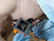 Escáner mecánico del ultrasonido del veterinario del sector de Digitaces para el peso 620g del perro de ovejas del cerdo solamente
