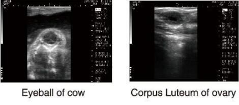 Escáner veterinario del ultrasonido del equipo de diagnóstico del ultrasonido con el software de OB para los animales y el almacenamiento de 100 imágenes