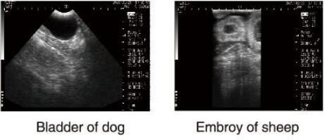 Escáner veterinario del ultrasonido del equipo de diagnóstico del ultrasonido con el software de OB para los animales y el almacenamiento de 100 imágenes